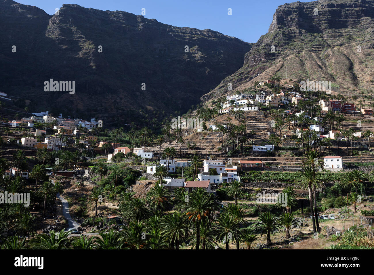Canary Island Date Palms Phoenix Canariensis Terraced Fields Houses canary-island-date-palms-phoenix-canariensis-terraced-fields-houses