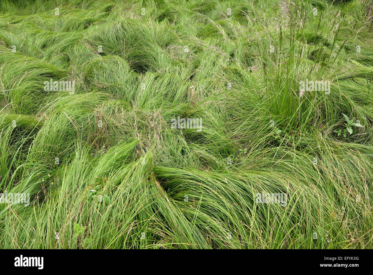 никнут травы. мятлик овсяница райграс. никнут шелковые травы. луга в тумане. полынь полле.