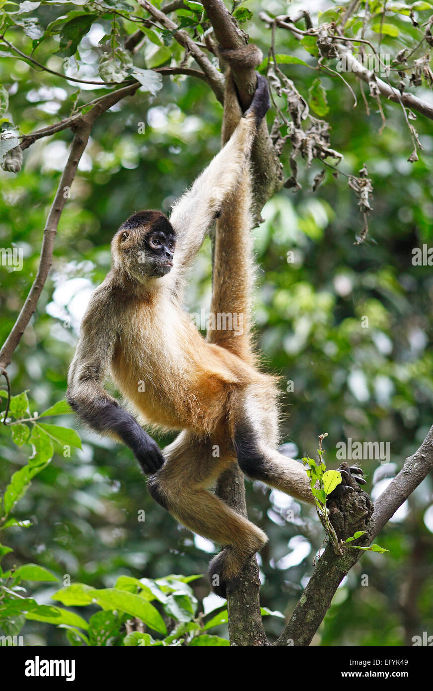 Central American Spider Monkey or Geoffroy's Spider Monkey (Ateles geoffroyi), climbing on a tree, Alajuela province, Costa Rica Stock Photo