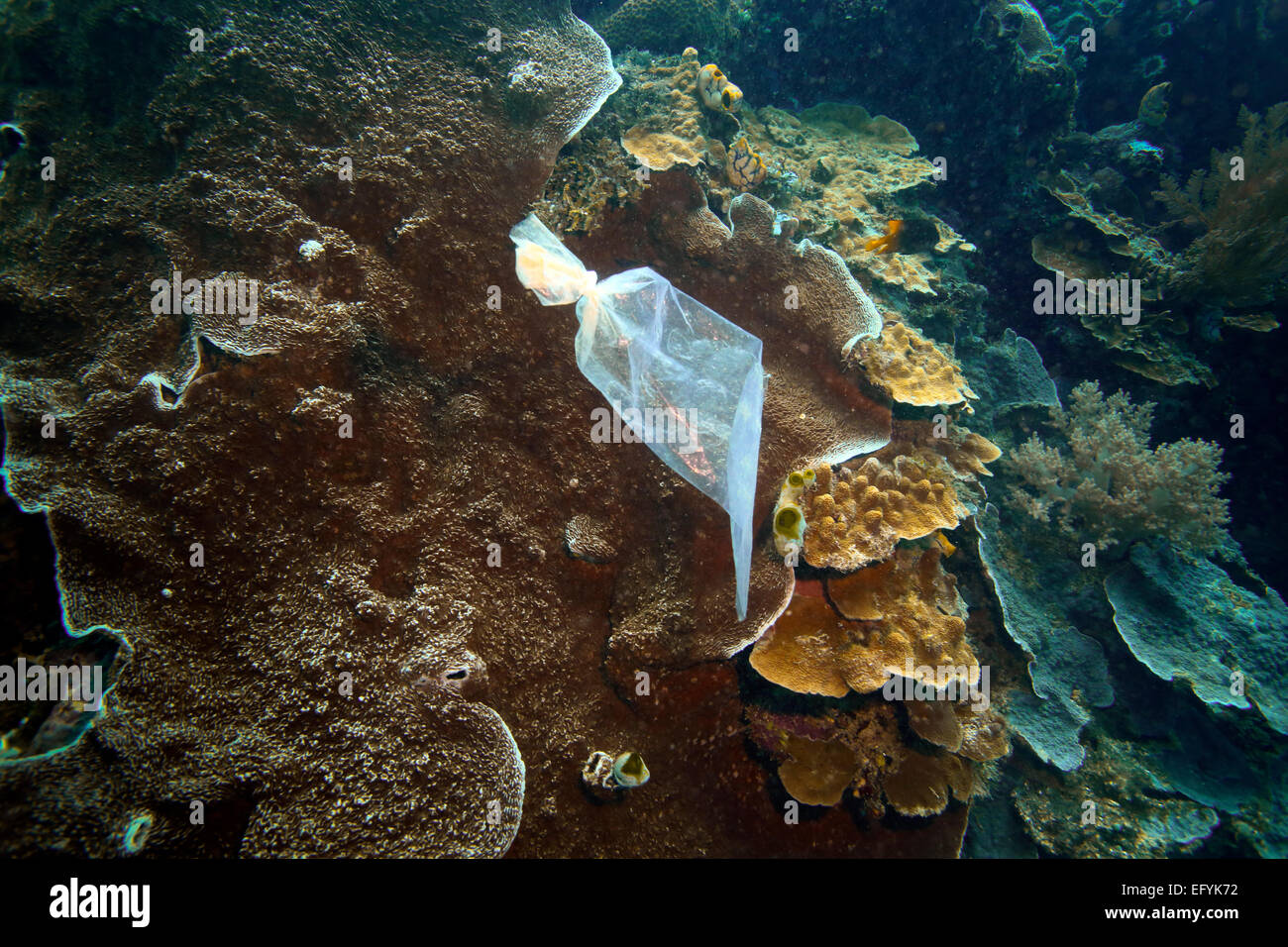 Plastic bag floating underwater past coral reef Stock Photo Alamy