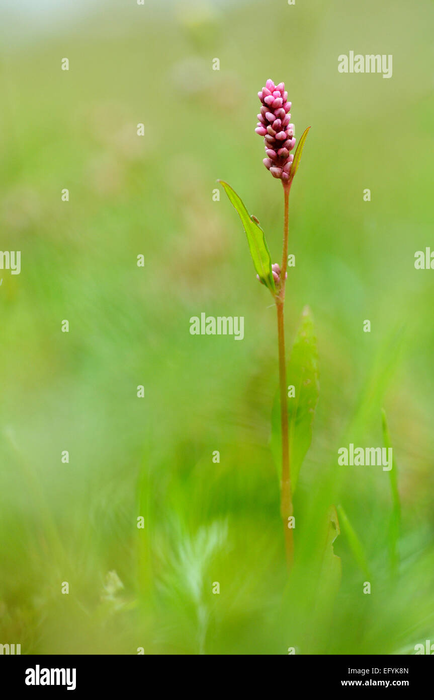 Close up of redshank plant at ground level Stock Photo Alamy