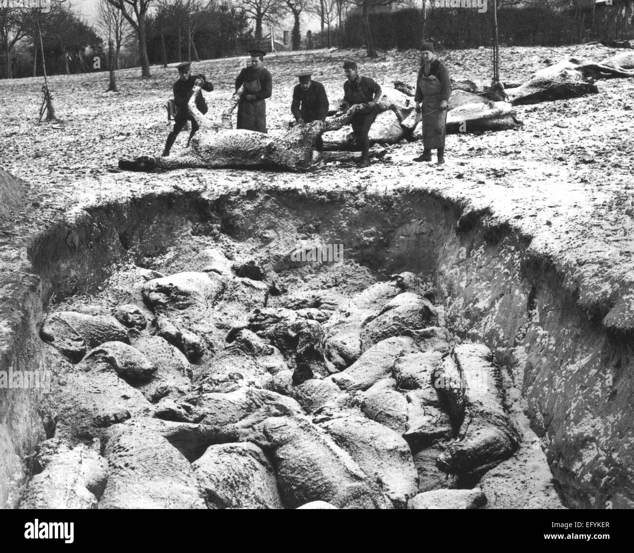 FIRST WORLD WAR  Mass burial of horses in winter 1916 by British soldiers. Location unknown. Photo British Official Stock Photo