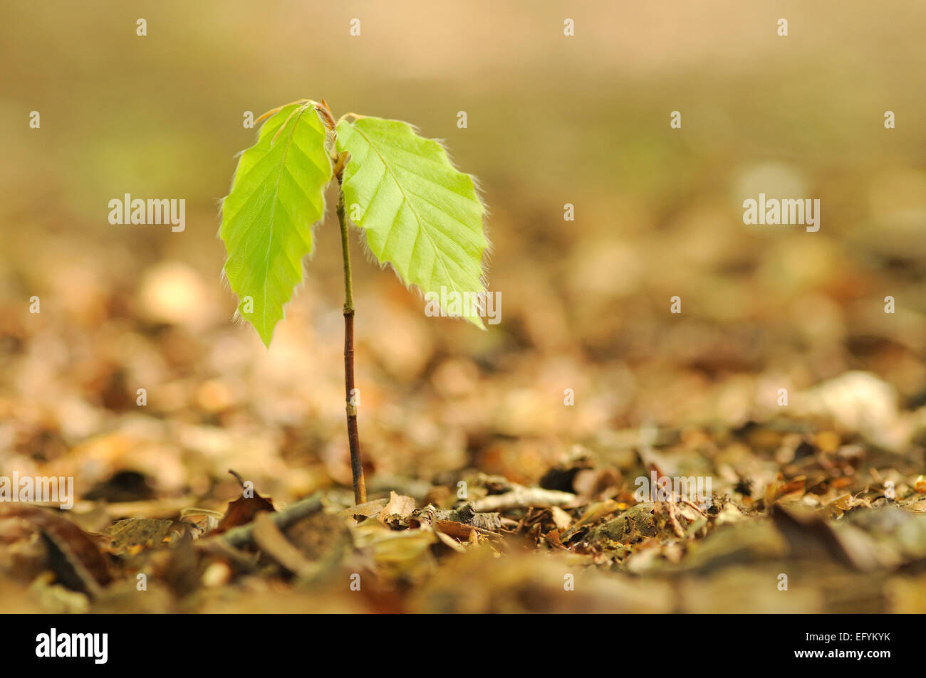 A beech tree sapling growing on the woodland floor Stock Photo Alamy