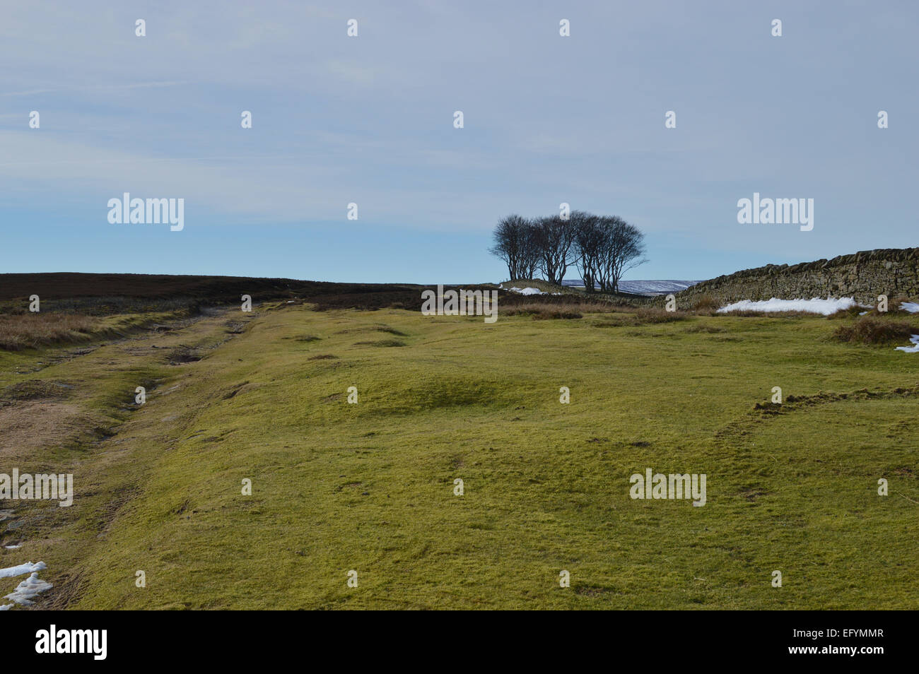 lone trees on Pikestone Fell above Wolsingham, Weardale. Locally known as the Elephant Trees Stock Photo