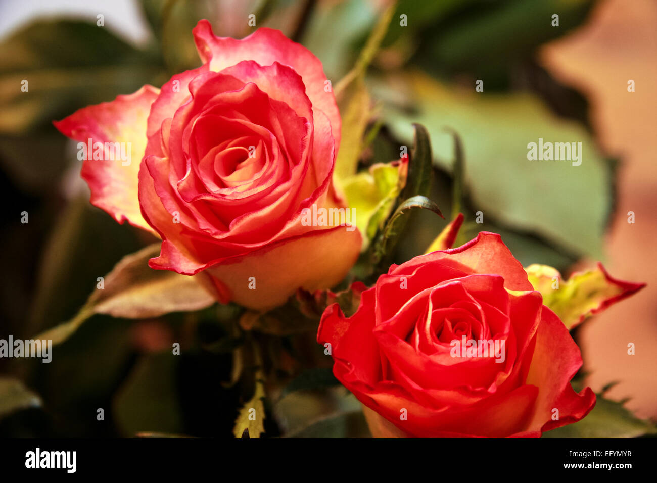 Close-up of two vibrant roses Stock Photo