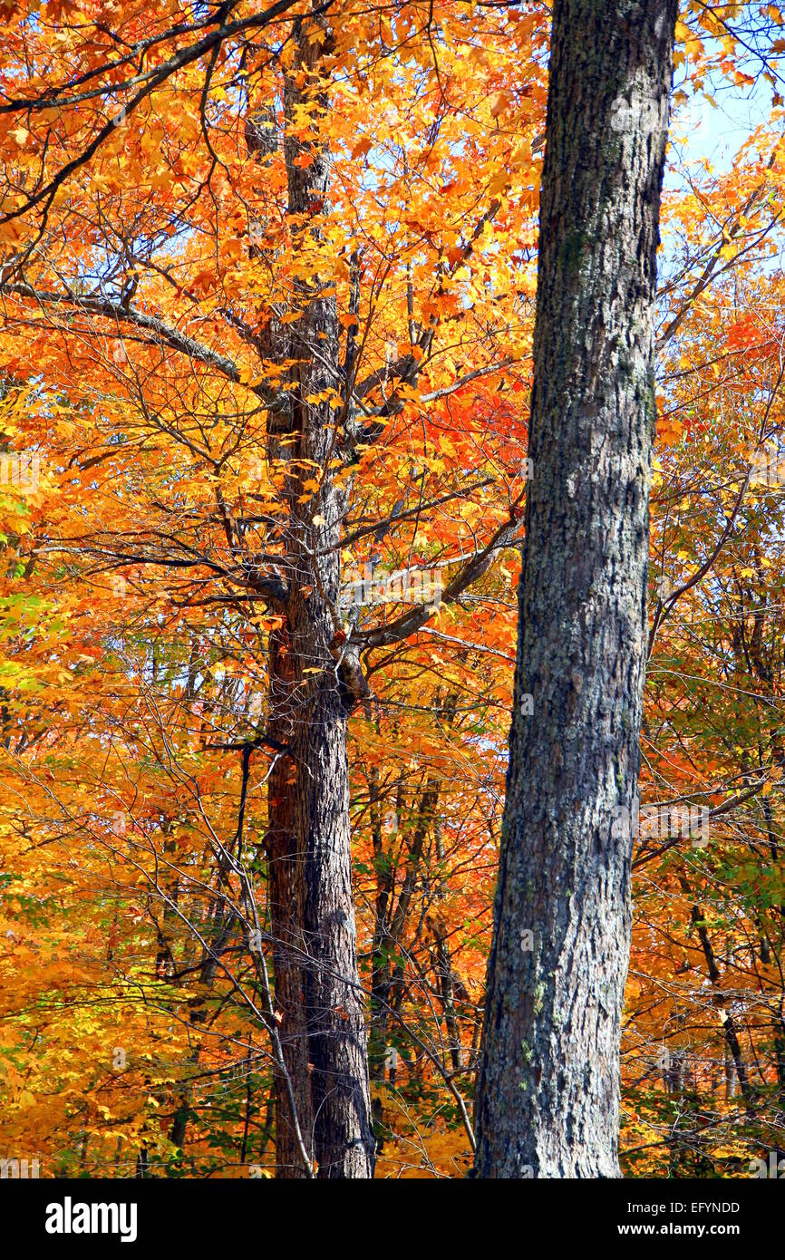 Fall trees in Ontario, Canada Stock Photo
