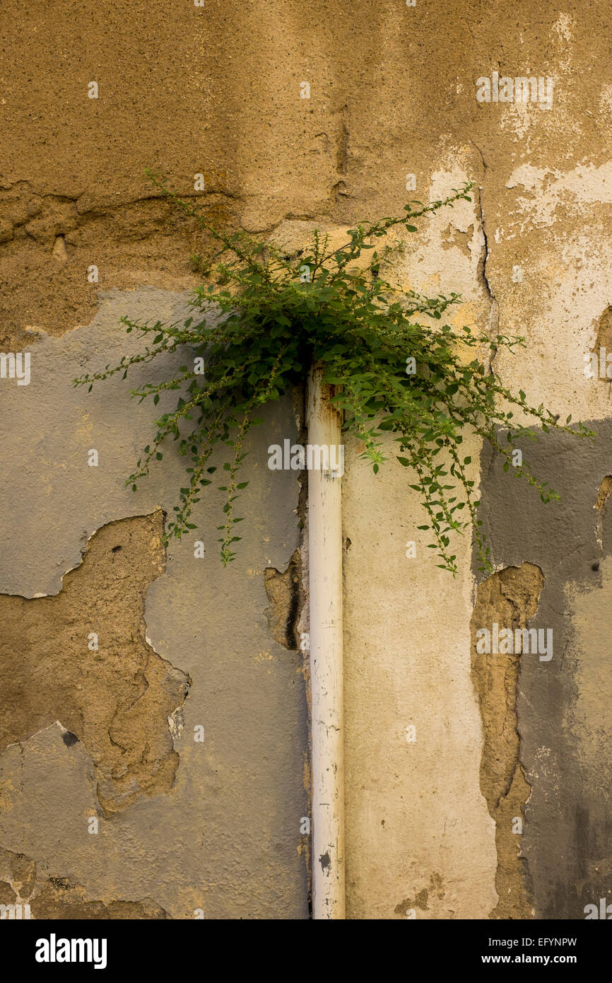 Plant life taking over old building in the Old Town of Perpignan Stock Photo