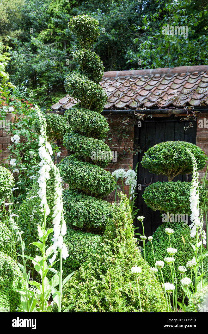 Box topiary and white foxgloves in front of garden shed Stock Photo