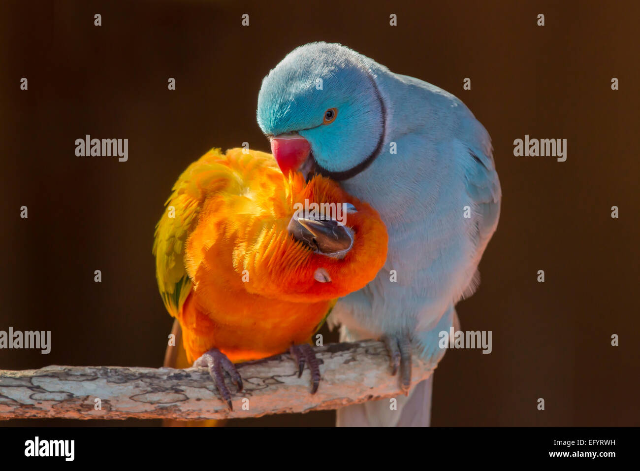 Pair of small colorful parrot Lovebirds  Agapornis grooming each other Stock Photo