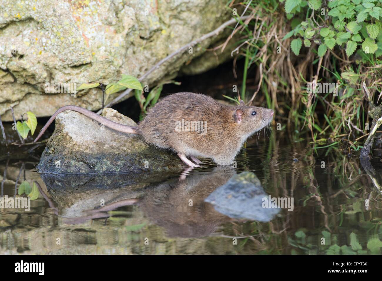 Water Rat Stock Photos & Water Rat Stock Images Alamy