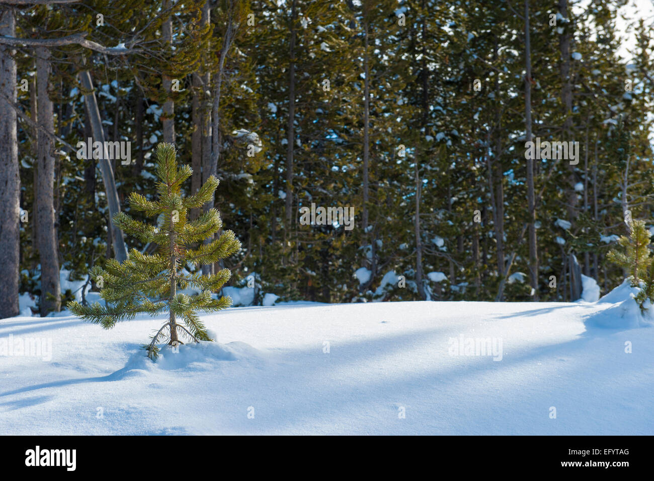 Winter Mountain River Landscape Stock Photo