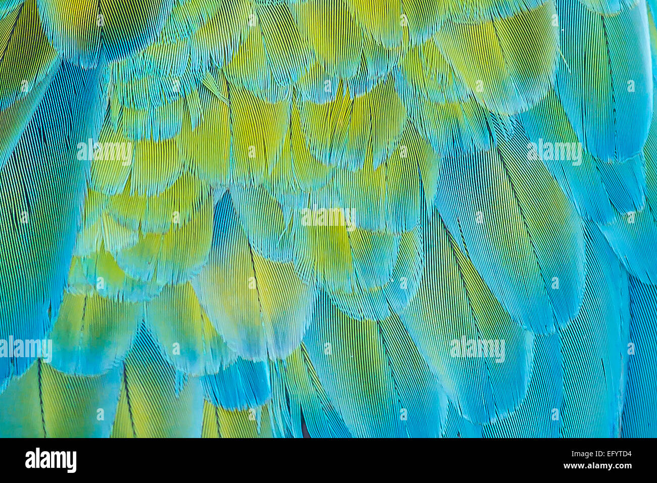Macaw Feathers Macro Hi res Stock Photography And Images Alamy