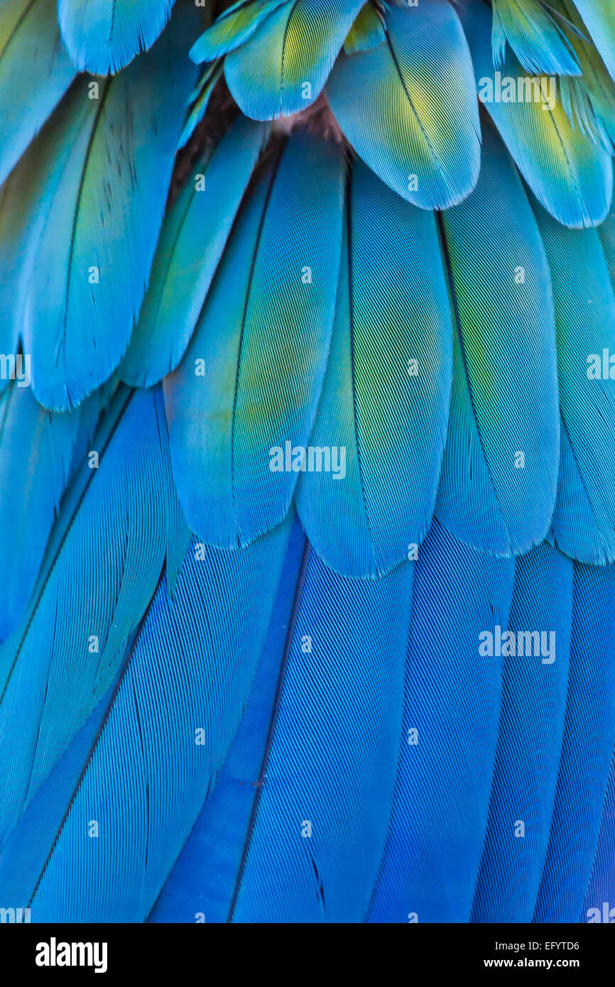 Macaw Feathers Macro Hi res Stock Photography And Images Alamy