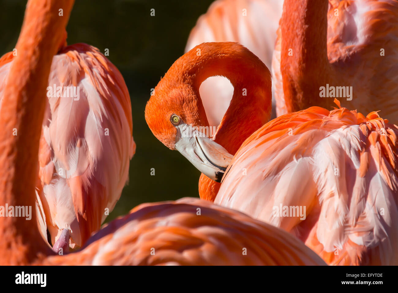American Flamingos at Sarasota Jungle Gardens in Sarasota Florida Stock Photo