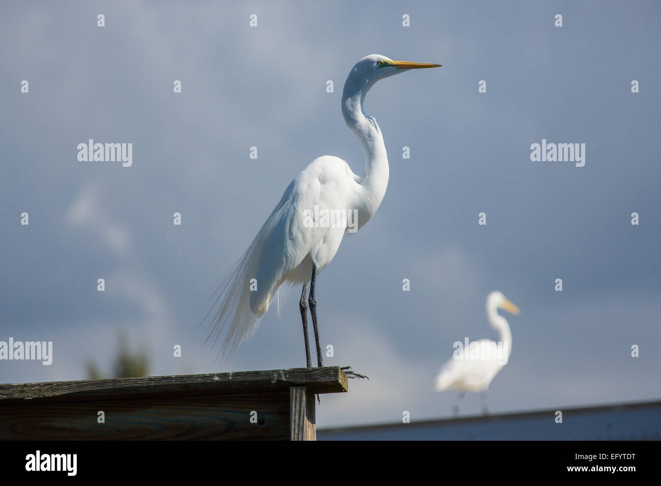 Great or American Egret Stock Photo