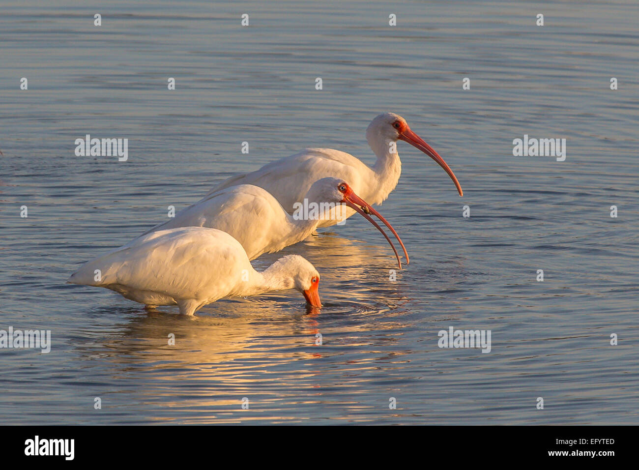Three White Ibis in water in a row Stock Photo