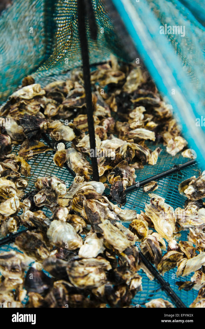 oyster spat mortality louisian oyster spat mortality louisian