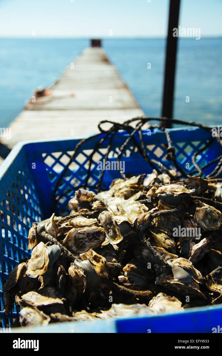 Etang de Thau, Thau lagoon (Southern France): Oysters Stock Photo