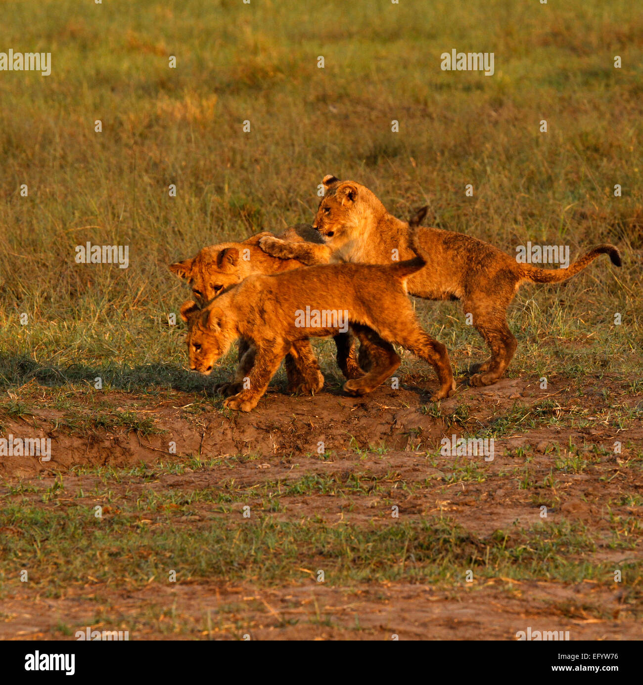 Wild African lion cubs playing jumping leaping around having fun. Play time happy days in the sunshine learning & growing up Stock Photo