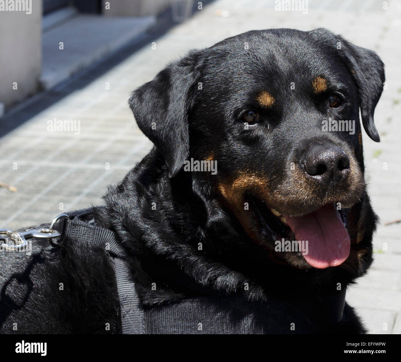 Rottweiler with muzzle hi-res stock photography and images - Alamy