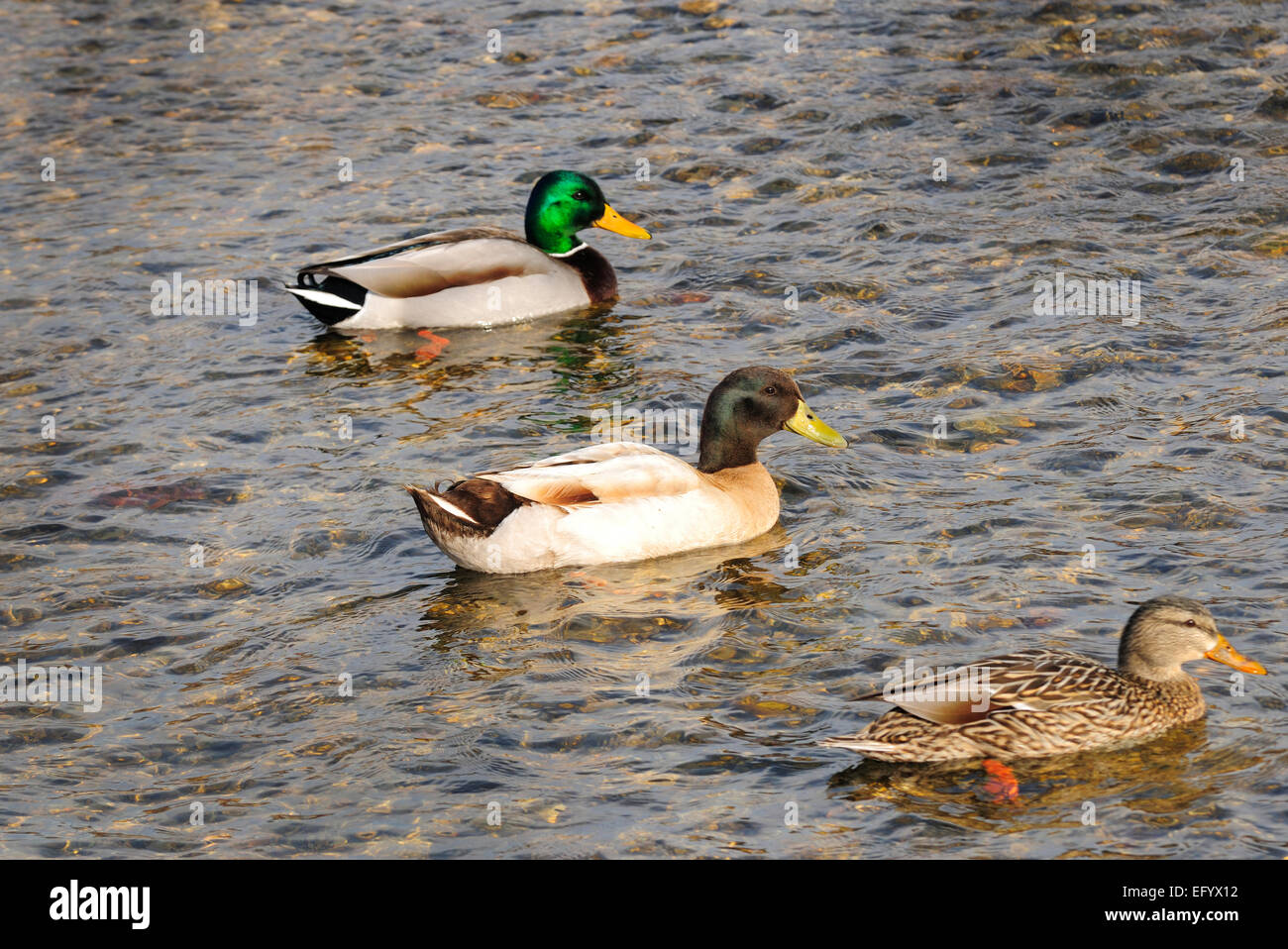 Rare Tan and Brown Mallard Duck between typical mallards. Stock Photo