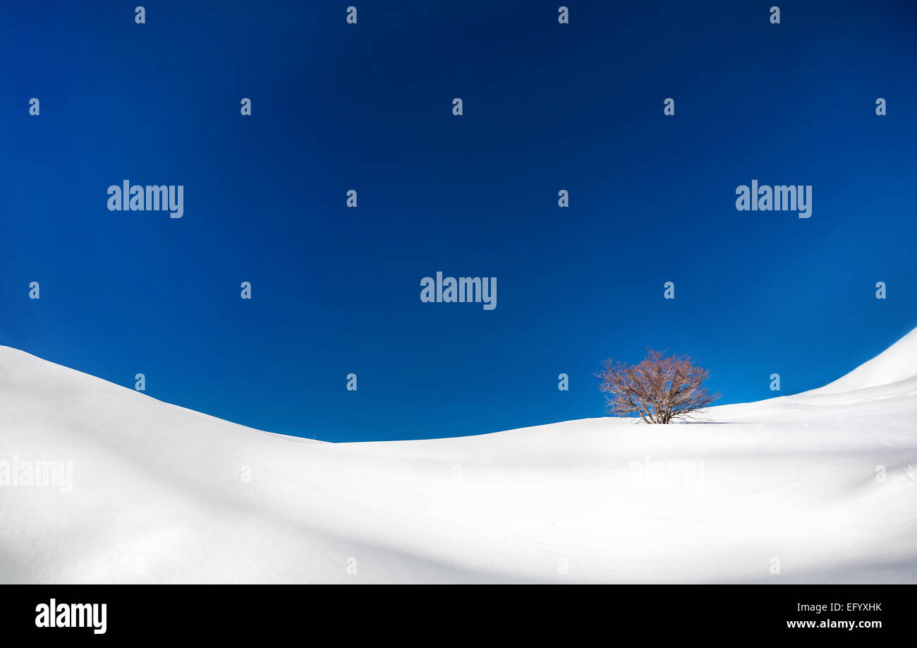 Lonely tree in the snowy mountains at blue sky in winter Stock Photo ...