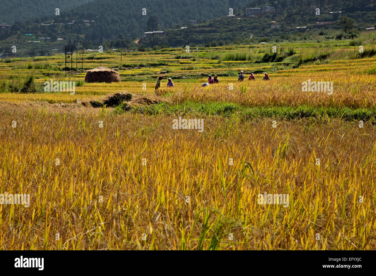 BU00107-00...BHUTAN - Harvesting a rice field near Sopsokha. Stock Photo