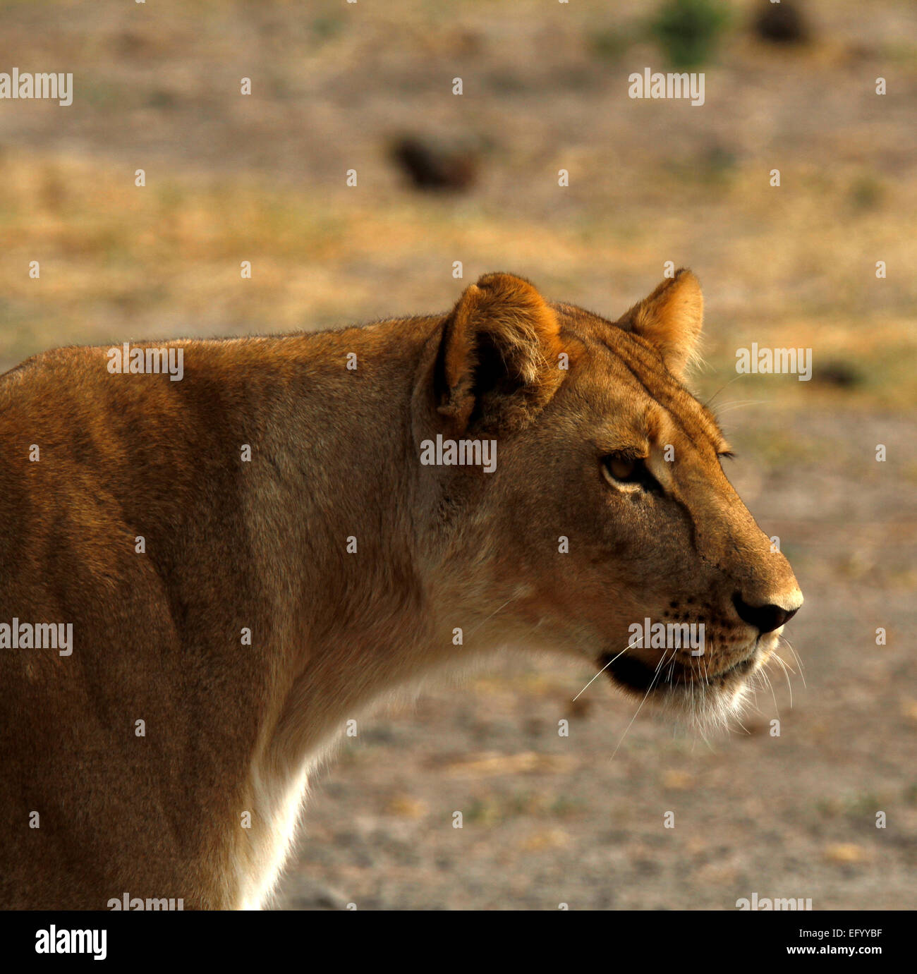 Square picture of an African lioness head close up, beautiful golden color very regal animals Stock Photo