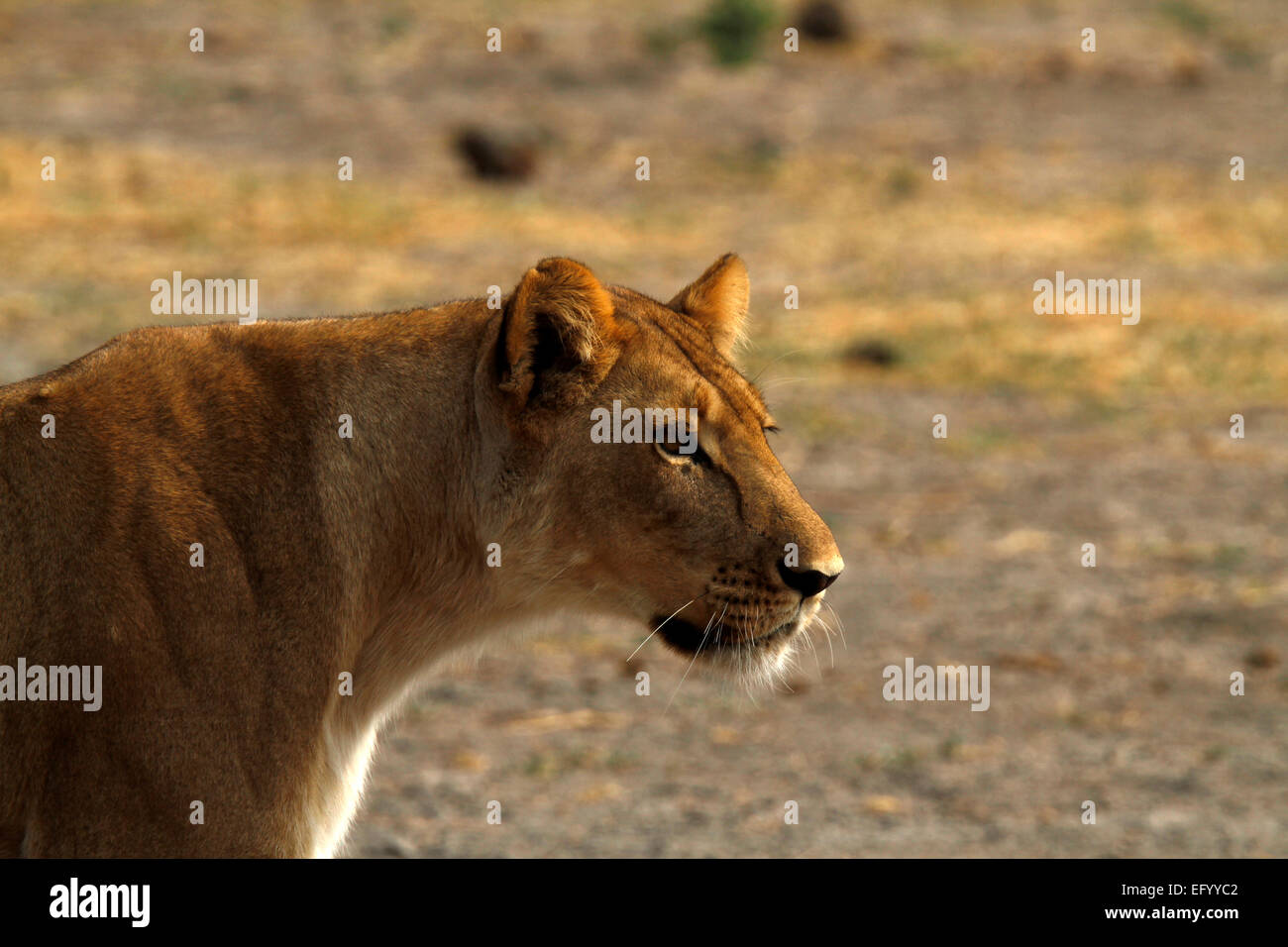 close up head study of an African lioness watching her prey. Majestic regal powerful animals, golden color blends in Stock Photo