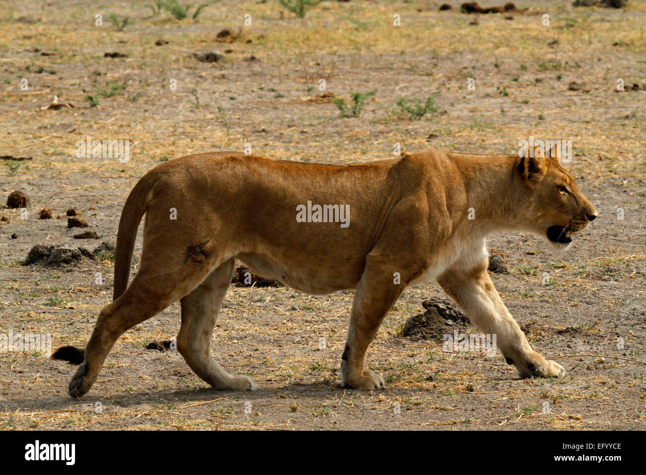 African Lioness, superb example of a strong lion with scars all over her from previous battles Stock Photo