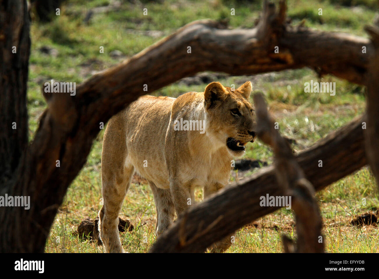 African Lion looking through the branches of a dead tree Stock Photo
