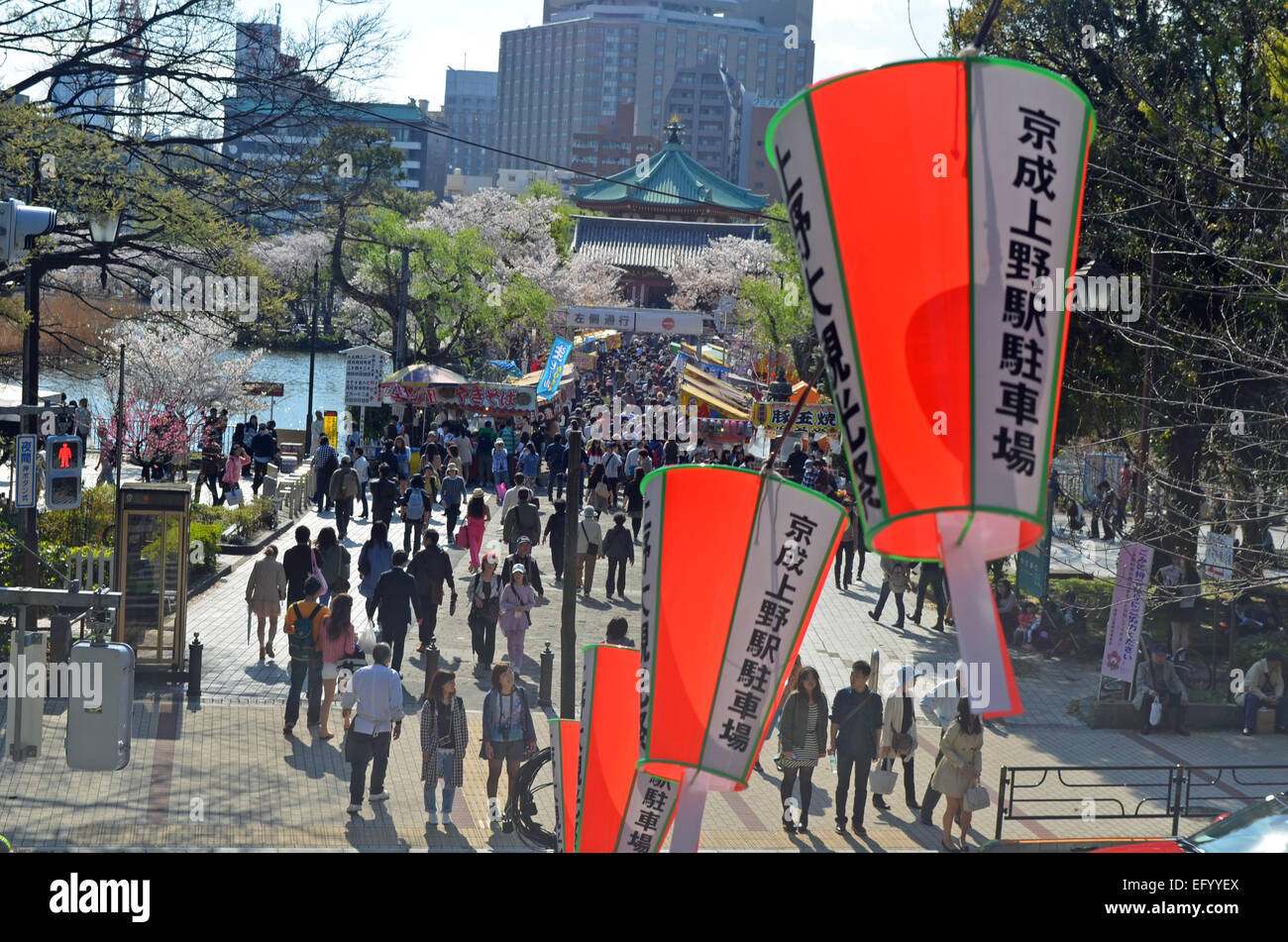 Sakura Cherry Blossom Festival In Ueno Park Japan Stock Photo Alamy sakura-cherry-blossom-festival-in-ueno-park-japan-stock-photo-alamy