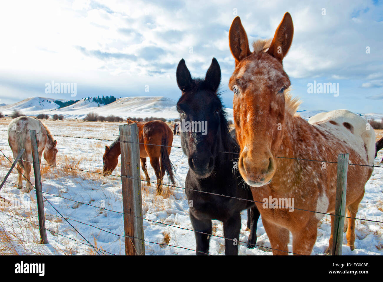 Donkeys in Winter Landscape Stock Photo Alamy
