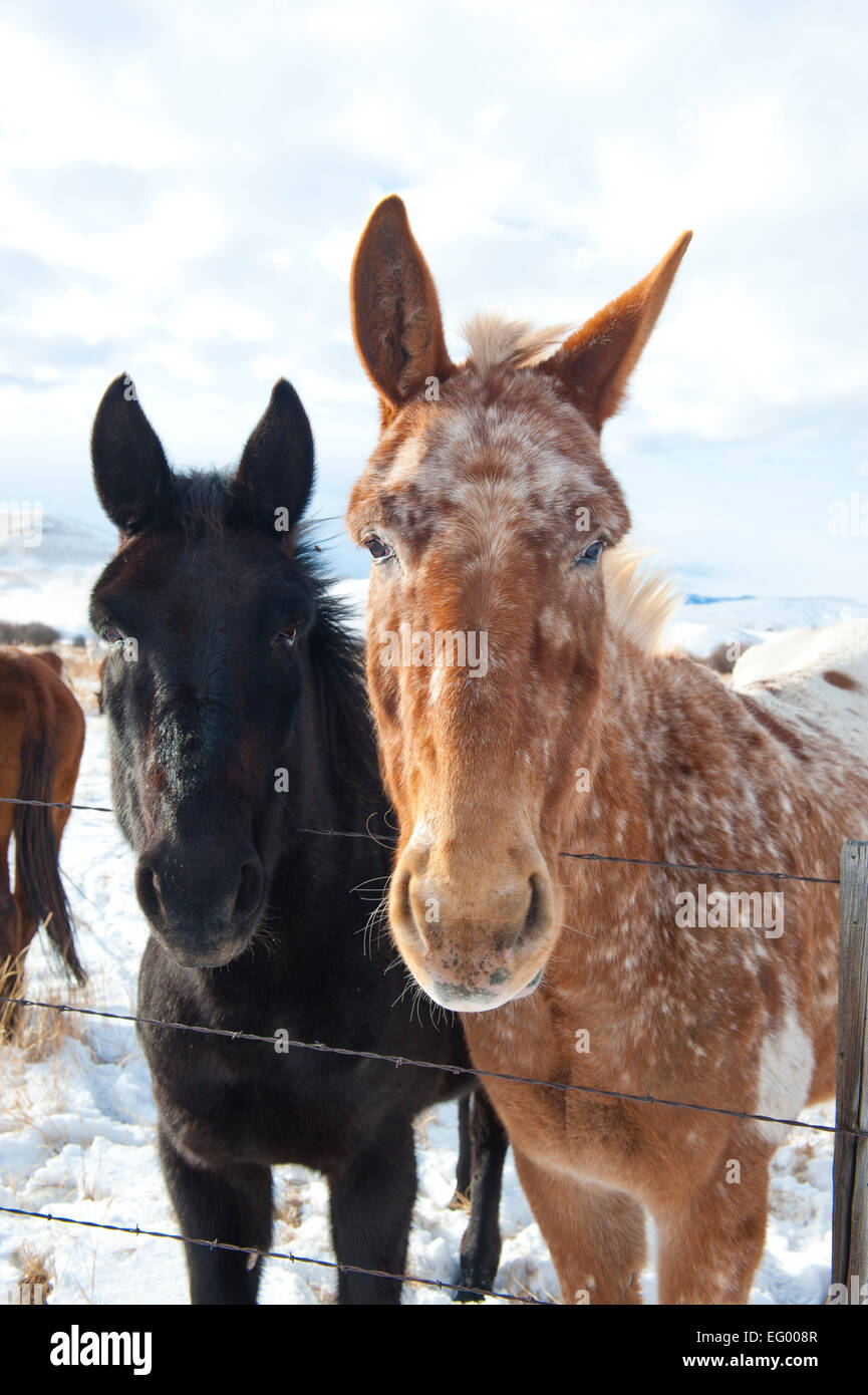Donkeys in Winter Landscape Stock Photo