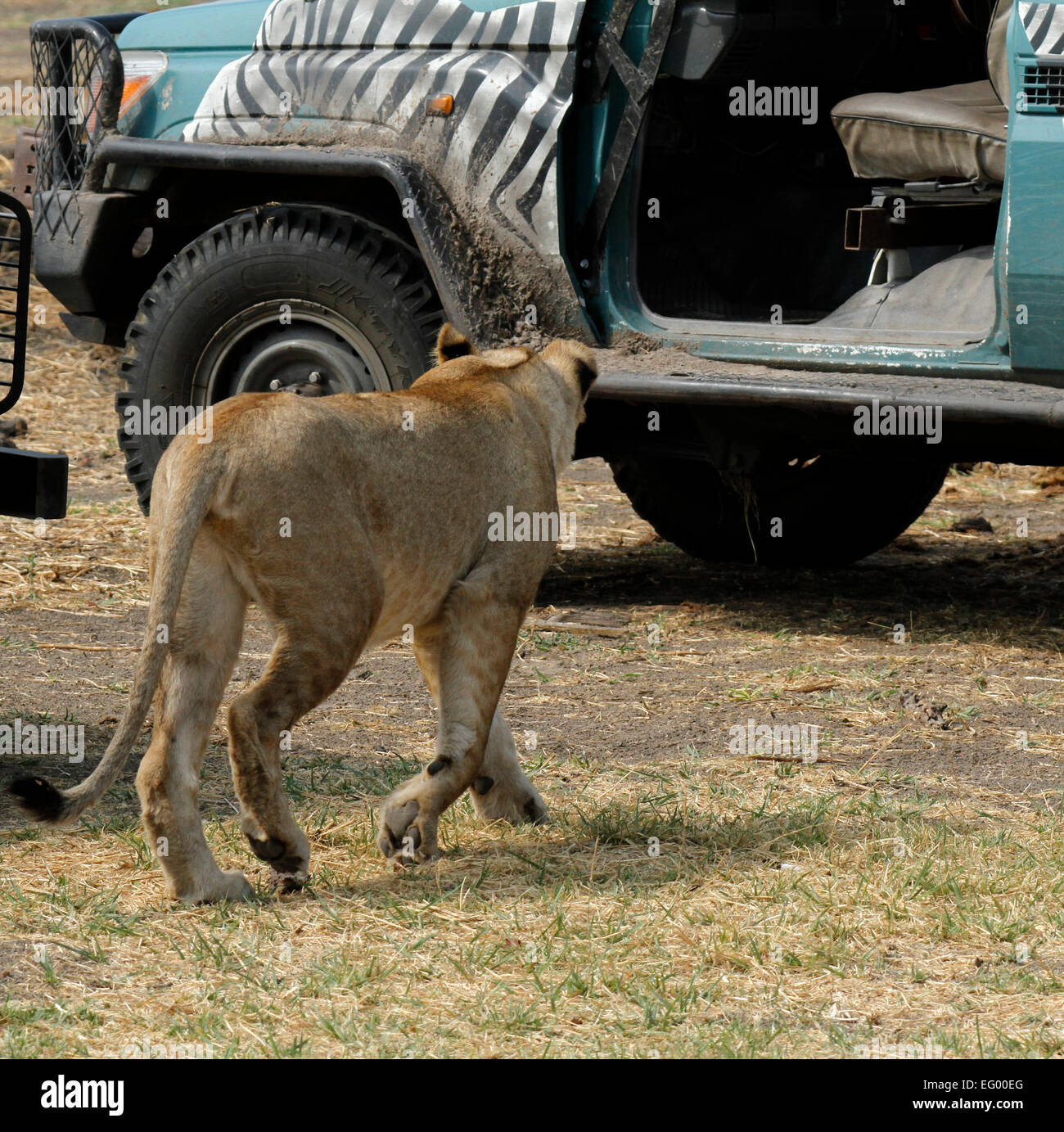 African Lioness walking around safari vehicles to find shade Golden tawny color camouflages them well Stock Photo