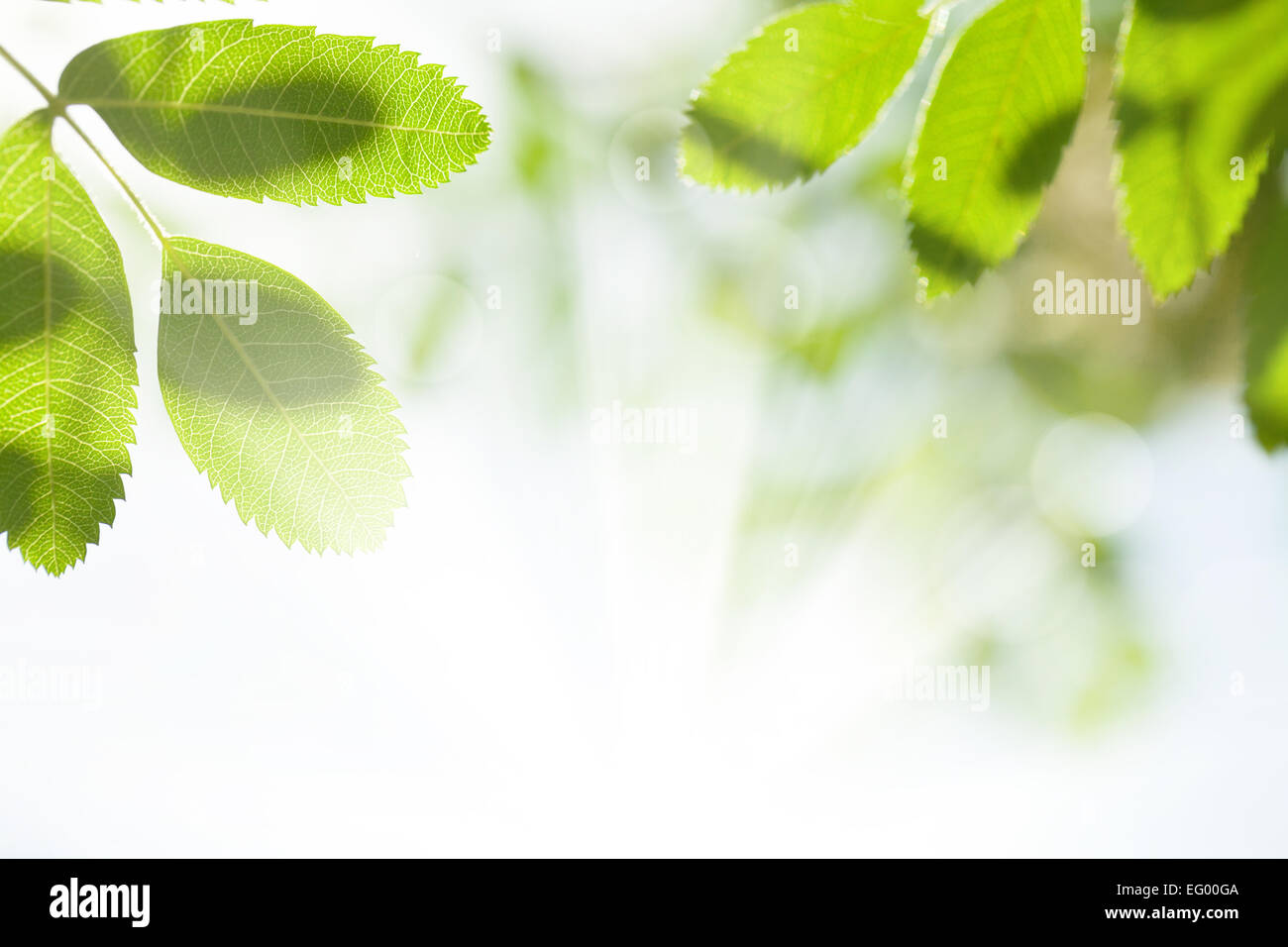 Abstract summer bokeh background with green leaves Stock Photo - Alamy