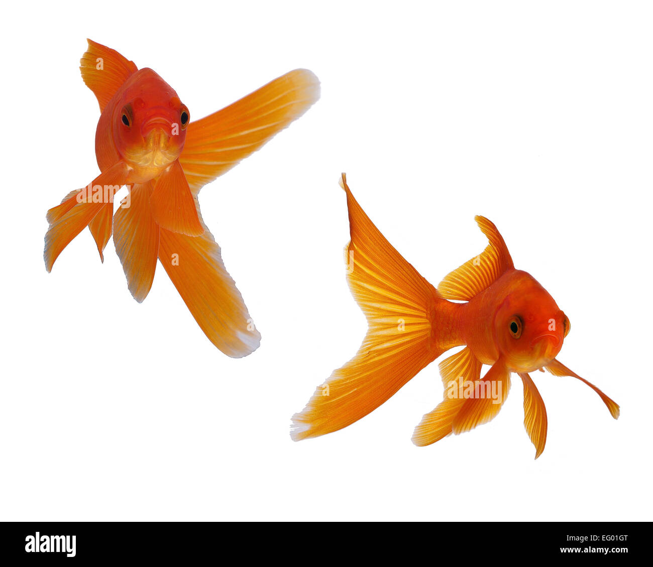 two ornate goldfish face on to camera Stock Photo
