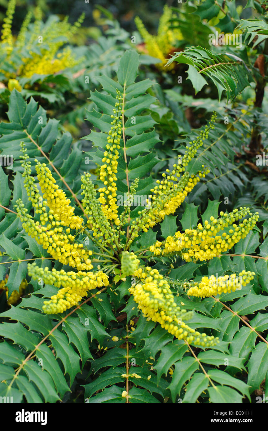 Mahonia japonica buckland in with autumn winter flower Stock Photo