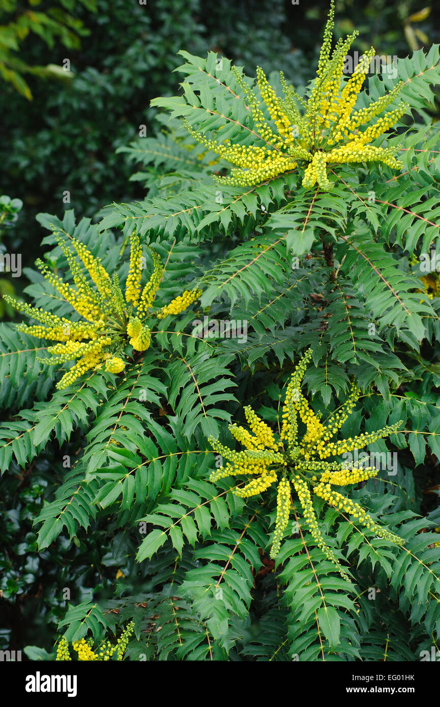 Mahonia japonica buckland in with autumn winter flower Stock Photo