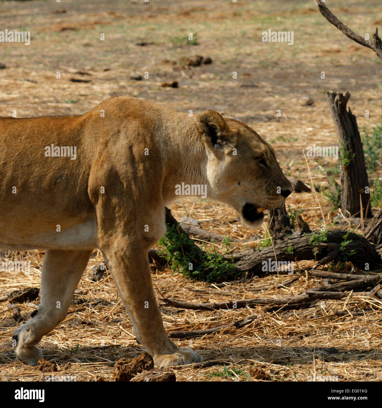 Square picture of a close up African lioness in stalking mode. You can see her muscular body rippling in the sun light Stock Photo