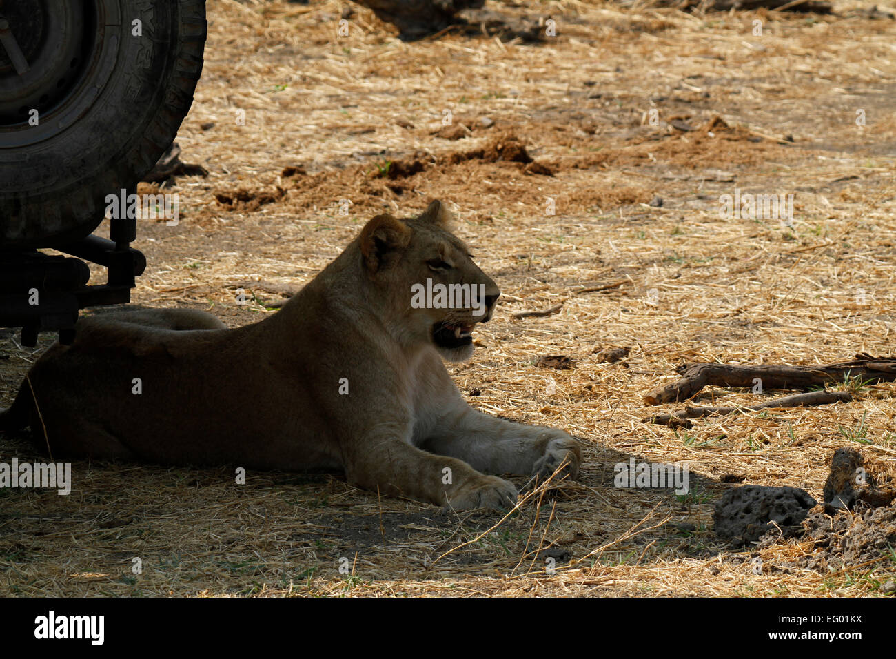 African Lioness laying in the shade of a vehicle. In the heat of the day lions rest as they are crepuscular hunters Stock Photo