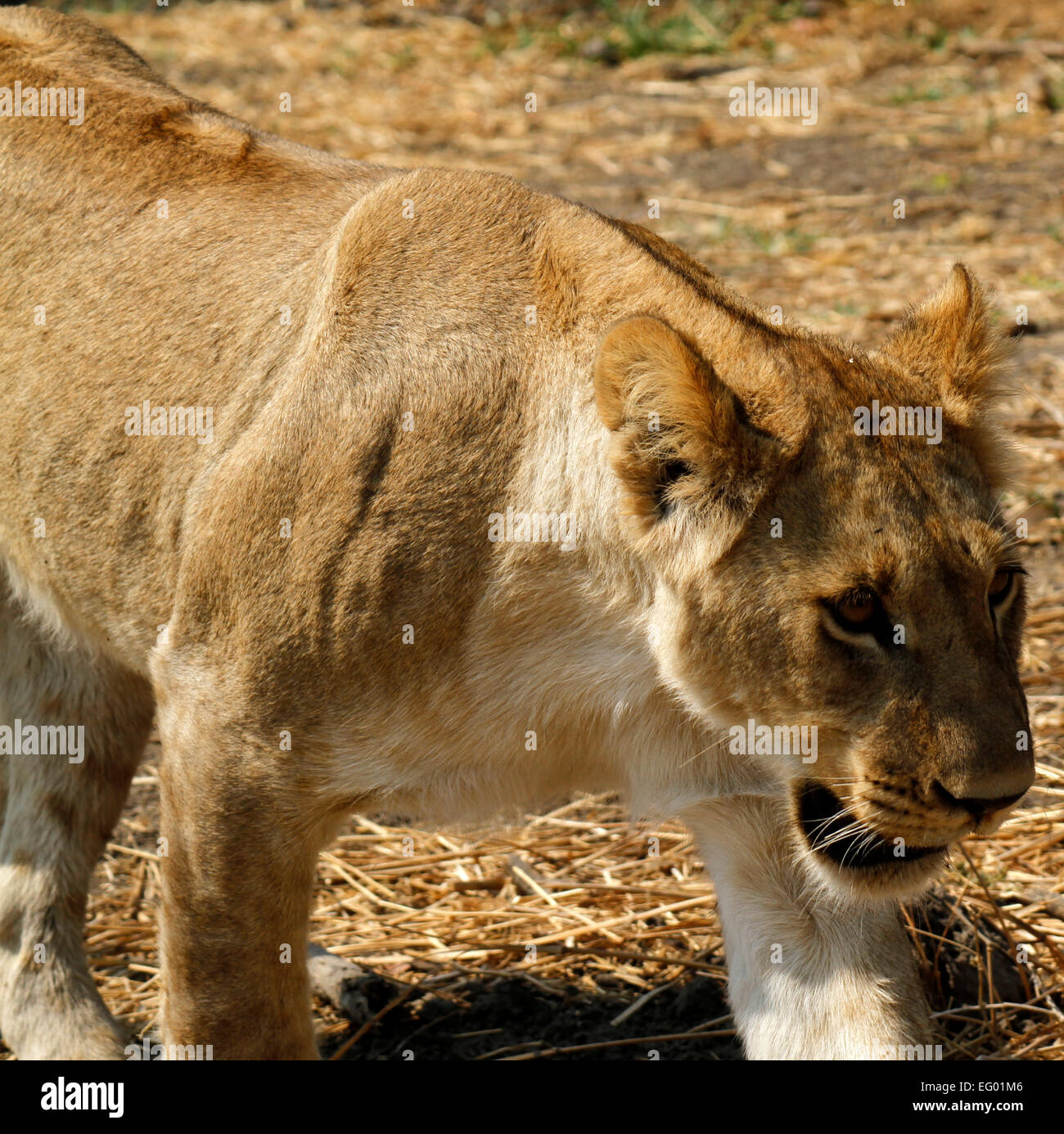 Square picture of an African Lioness close up, walking in the sunshine on a hot arid day looking for prey animals Stock Photo