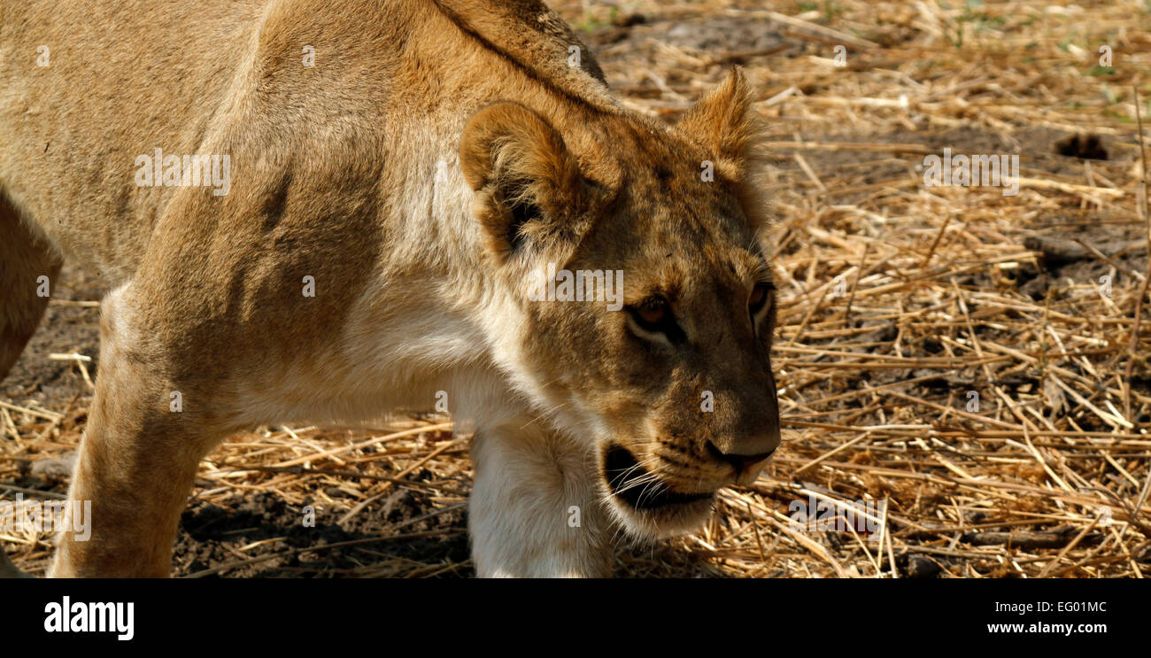 Panoramic picture of a young African Lioness walking in the hot arid conditions looking for prey animals Stock Photo