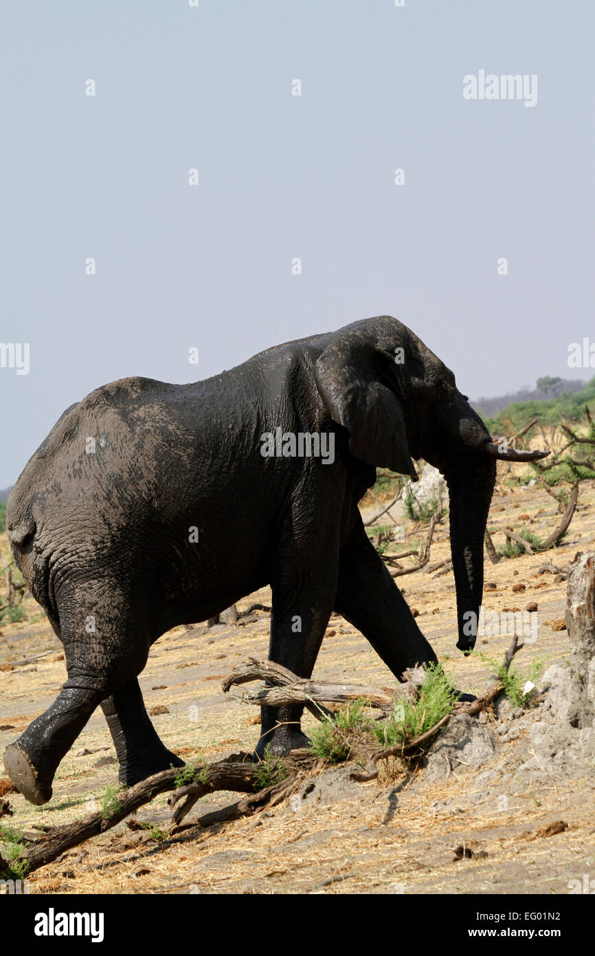 Wet African Elephant just cooled down with water now walking dust ...