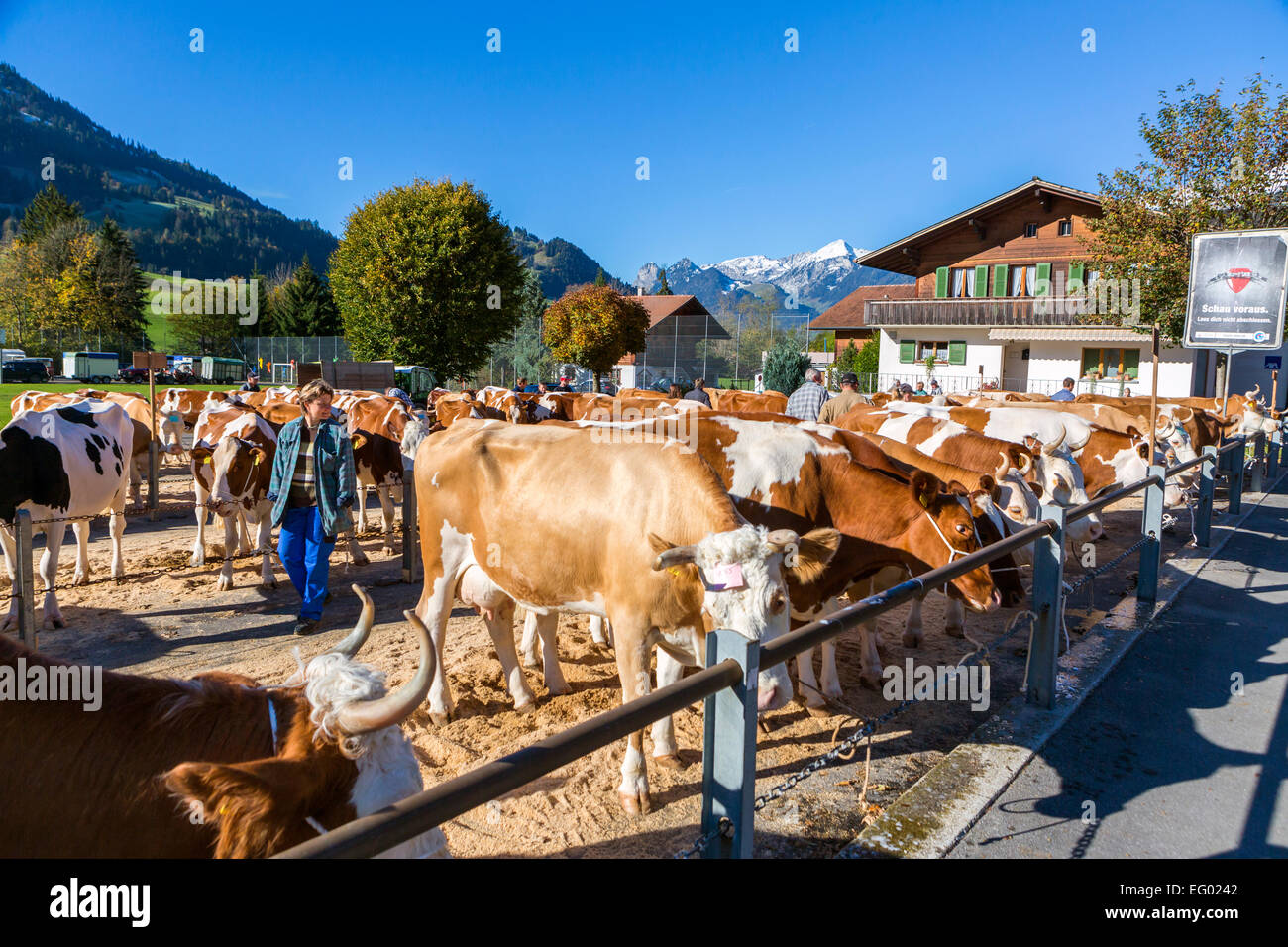 Cattle market, Därstetten, Kanton Bern, Switzerland. Stock Photo
