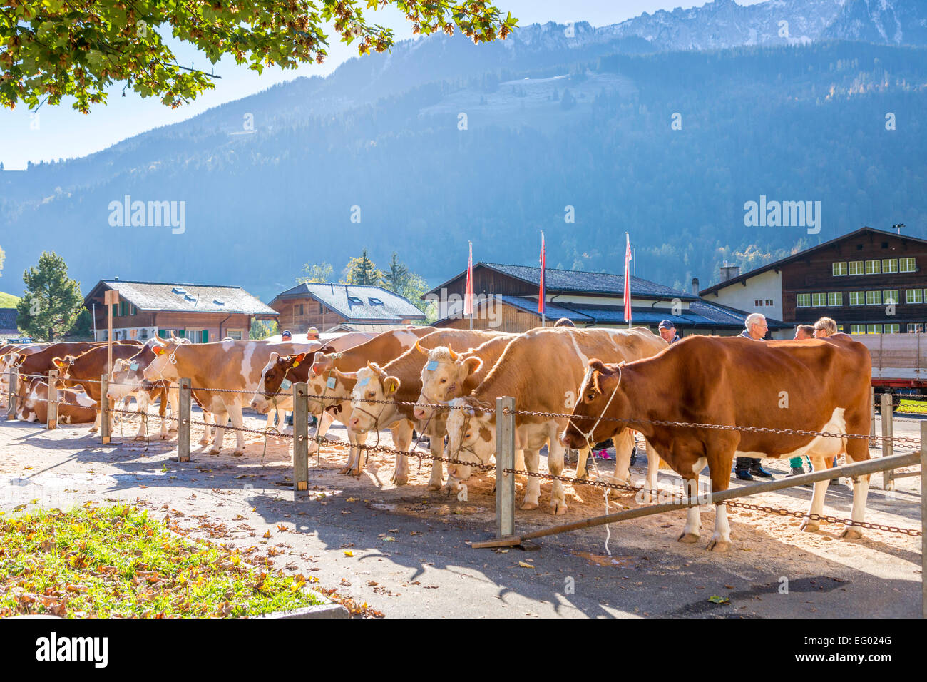 Cattle market, Därstetten, Kanton Bern, Switzerland. Stock Photo