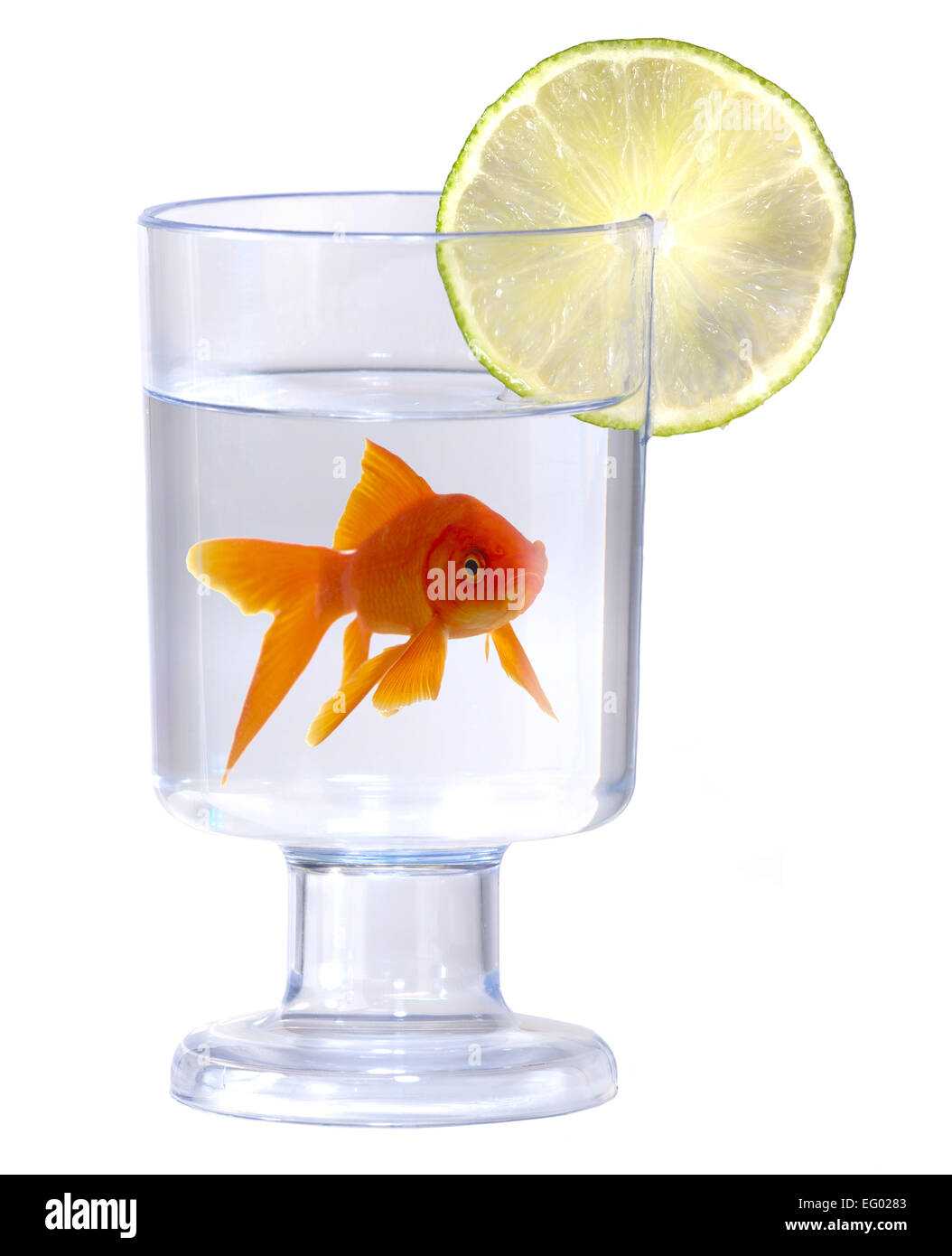 Goldfish swimming in drinking glass on white background Stock Photo