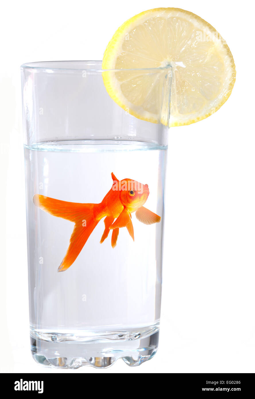 Goldfish swimming in drinking glass on white background Stock Photo
