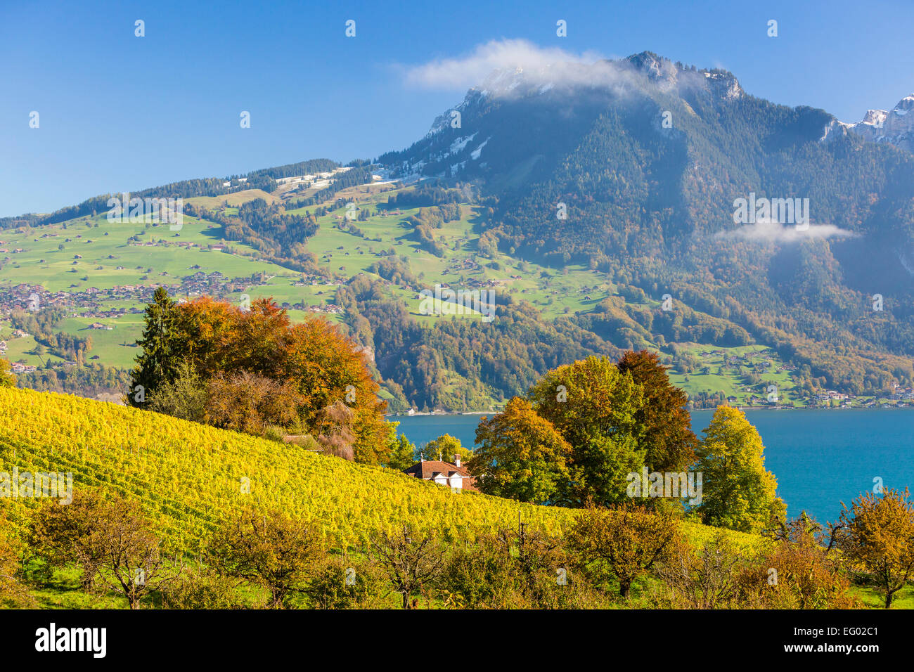 View over vineyard towards Lake Thun, Spiez, Kanton Bern, Switzerland