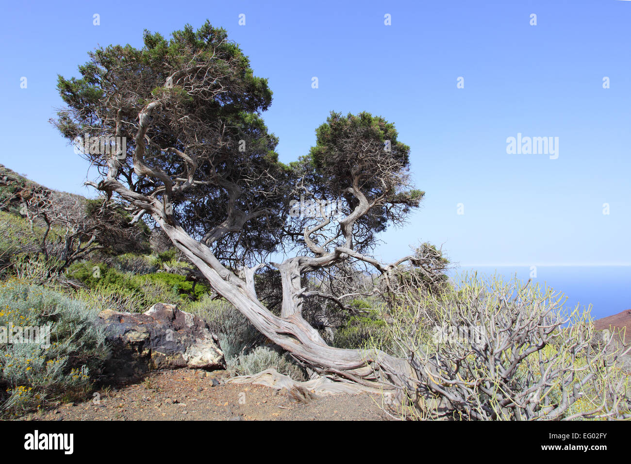 Curved tree in highlands of El Hierro, Canary Islands Stock Photo